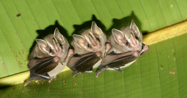 Листонос, листонос... Даже если духами обдать, всё равно буду я цветы опылять. 😅