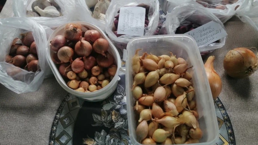Размер луковицы при покупке — первое решение, которое влияет на сохранность урожая