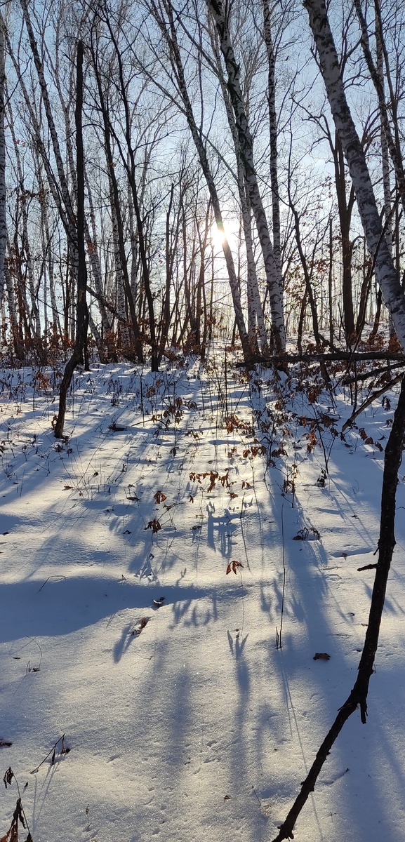 Вроде обычные березки, а в живую были непередаваемые ощущения