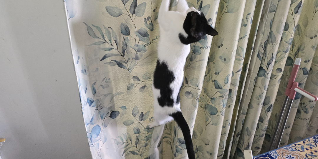 Не всех котят с детства можно приучить подрезать кончики когтей На передних лапах