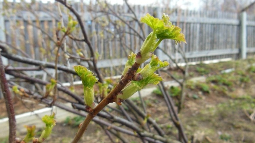 Вот он — момент, когда куст готов принять первую подкормку
