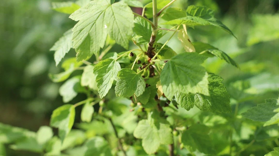 Плотные завязи — результат правильно выстроенной схемы подкормок