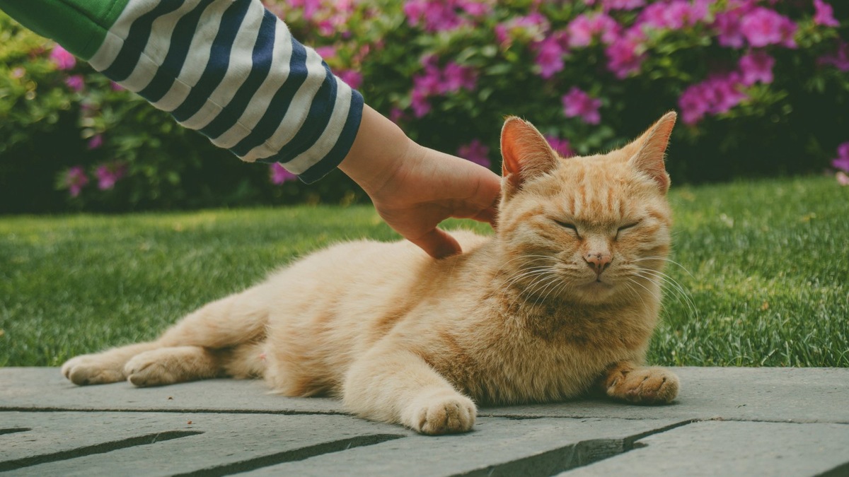    Фото несет иллюстративный характер