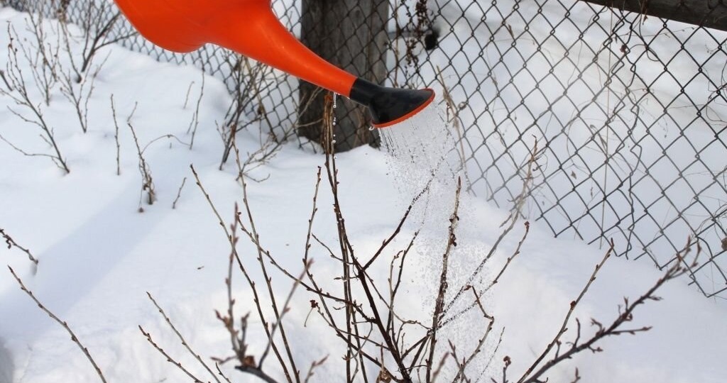 «Горячий душ» для смородины весной: простой секрет обильного урожая — раскрываем все секреты процедуры