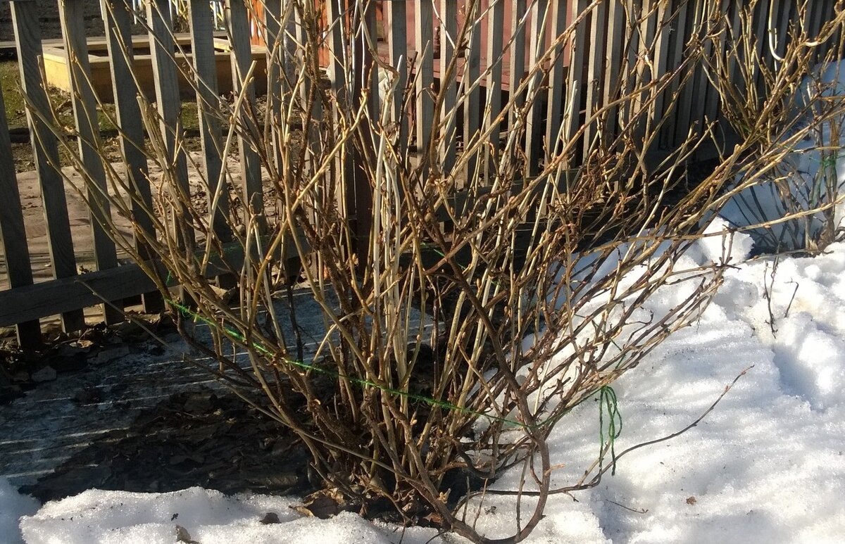 Когда проводить обработку?