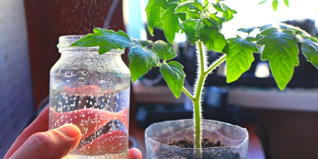 Чем подкормить рассаду помидор после пикировки для роста и укрепления растений?