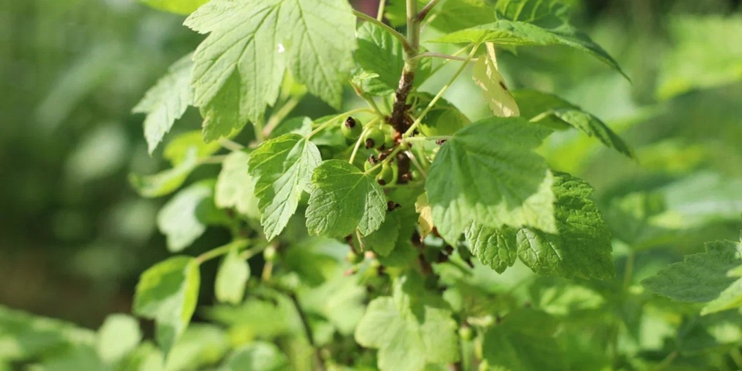 Опоздал с весенней обработкой смородины на 2 недели. Вот что пришлось менять в технологии