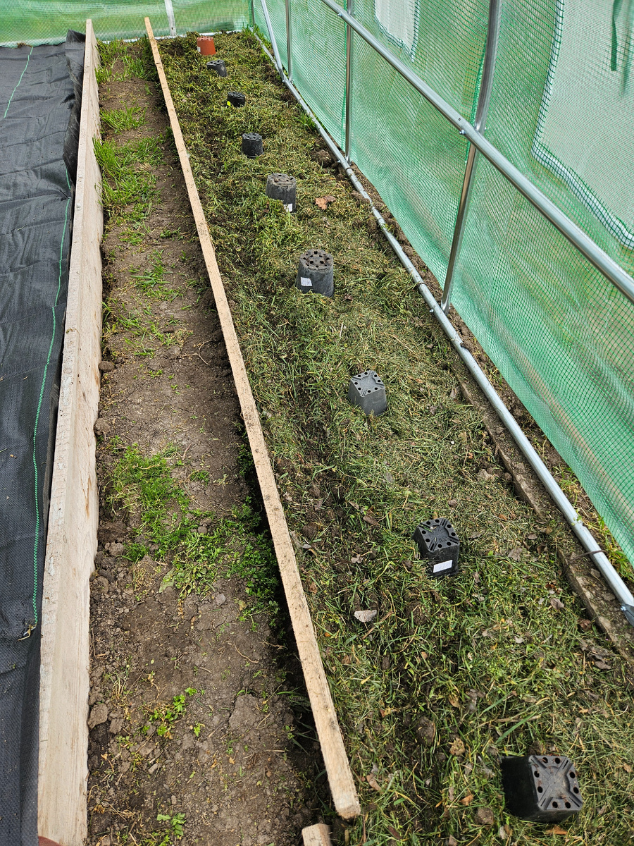 Первые посевы в теплице