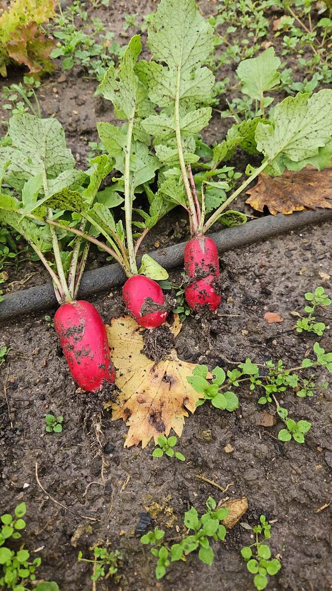 Вырос за месяц осенью