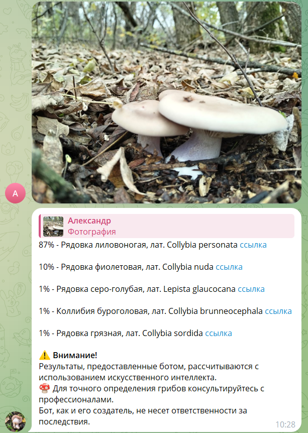 На фото бот показывает возможные варианты для ориентира. На изображении Рядовка лиловоногая.