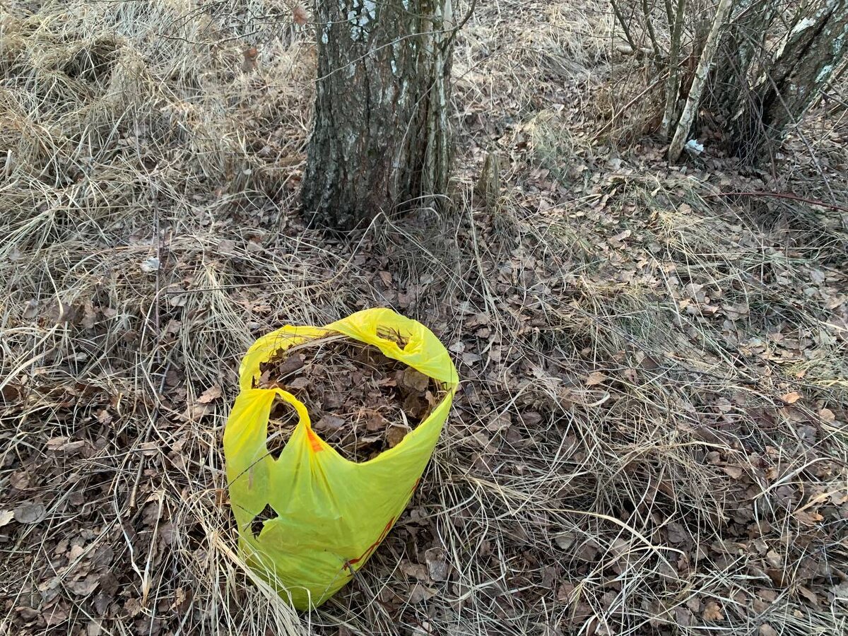 Листьев под березой тьма-тьмущая. Фото автора 