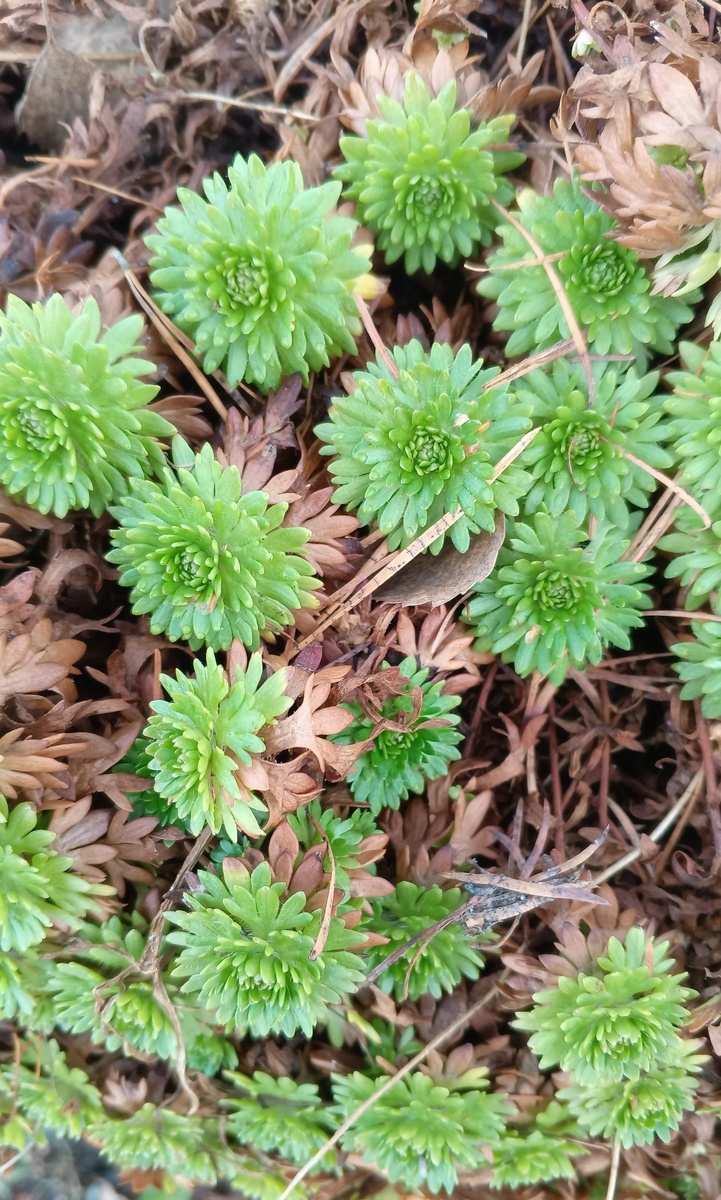 фото автора: первые цветочки в огороде у мамы, название не знаю
