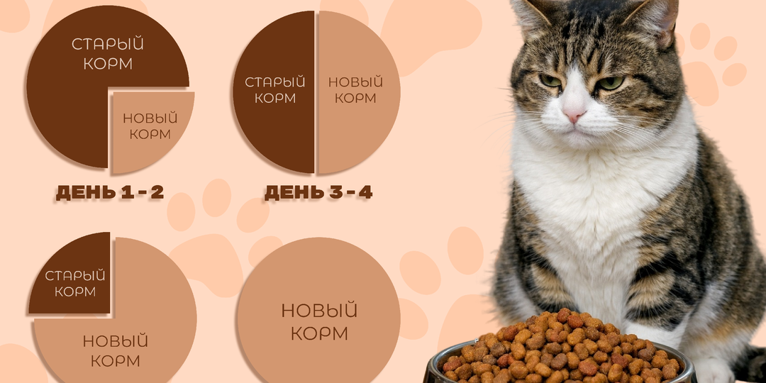 Почему кошки так любят «вредное» и как не попасться на их уловки?