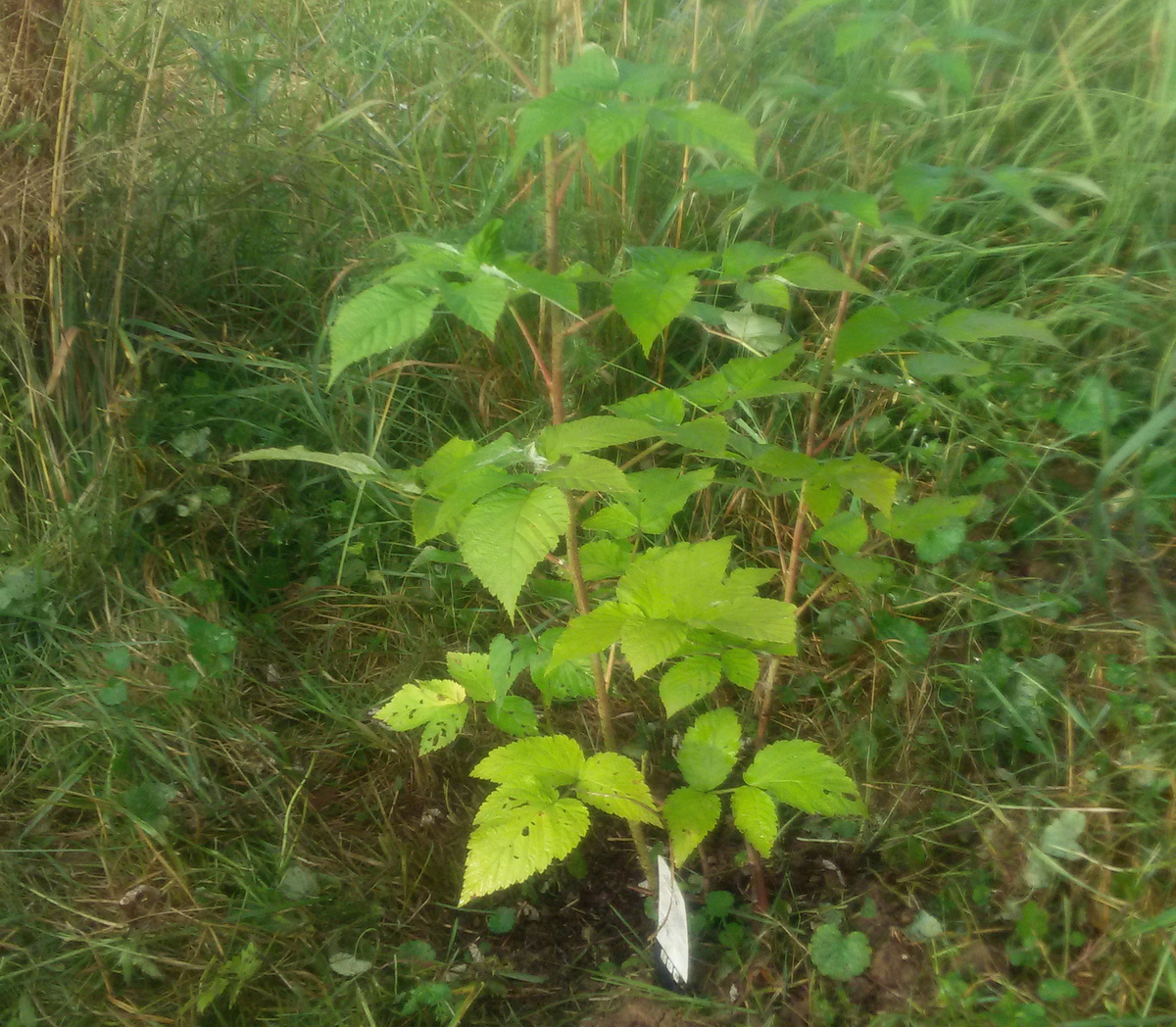 Мой первый кустик малины