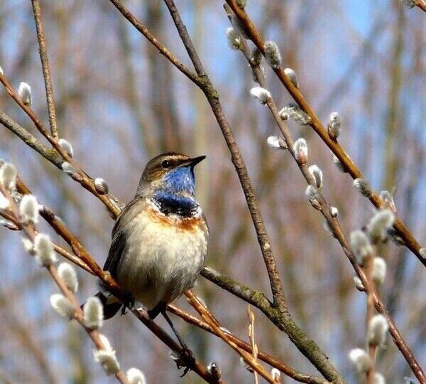 Скатерть на кухне прослужит дольше