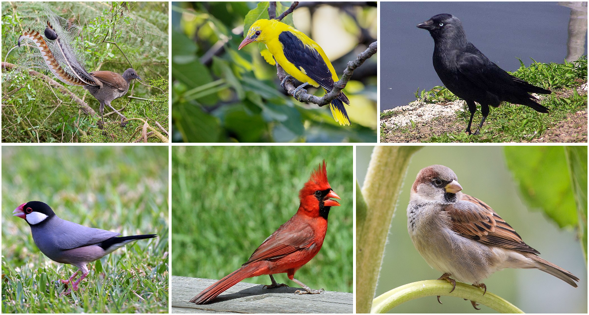 Фото из открытого источника интернета