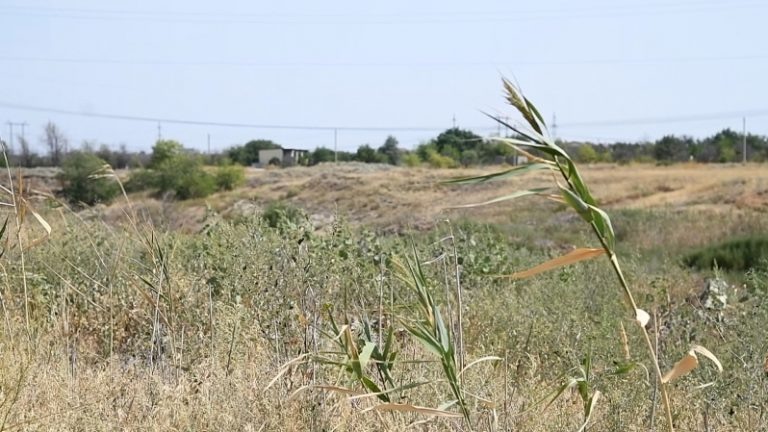В Волгоградской области обнаружили 63 гектара сельхозугодий, заросших сорняками