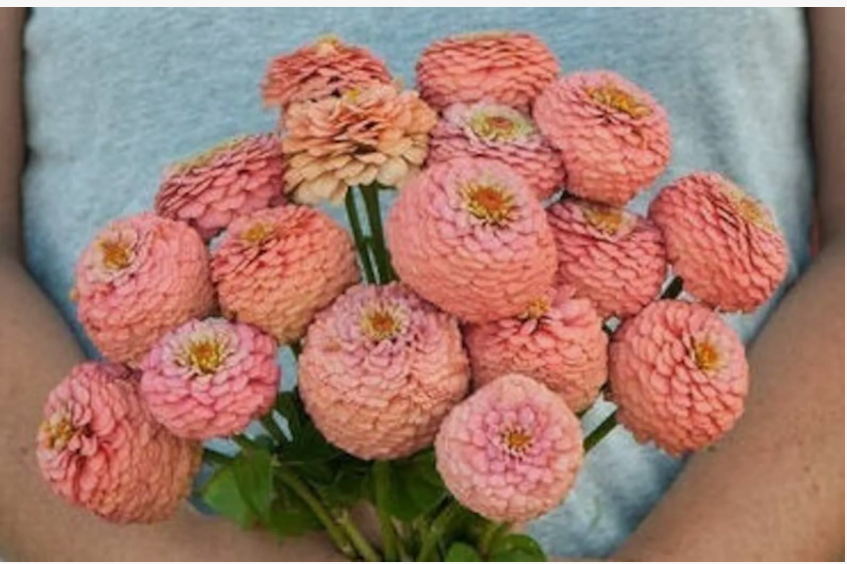 Цинния Оклахома Салмон