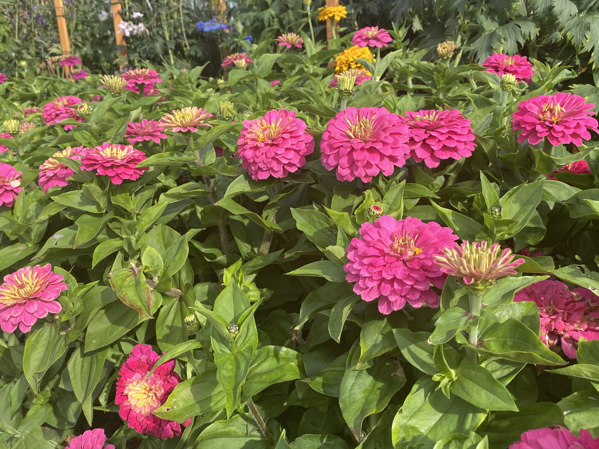 Цинния Фентези Античный розовый