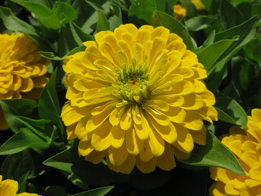 Сорт циннии Дримленд Еллоу