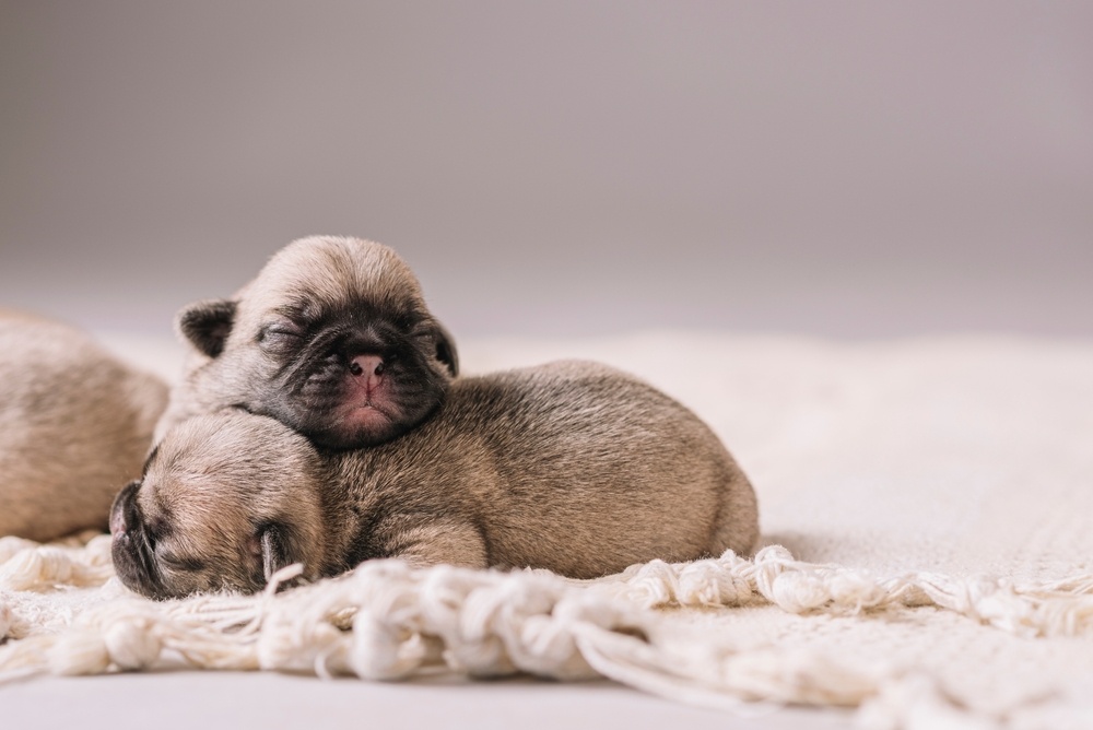 Источник фото shutterstock.com