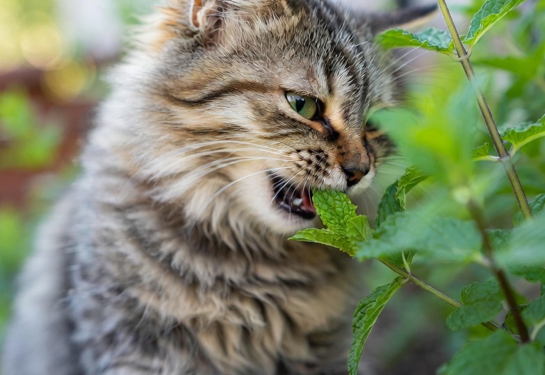 Котики и мята. В чем подвох?