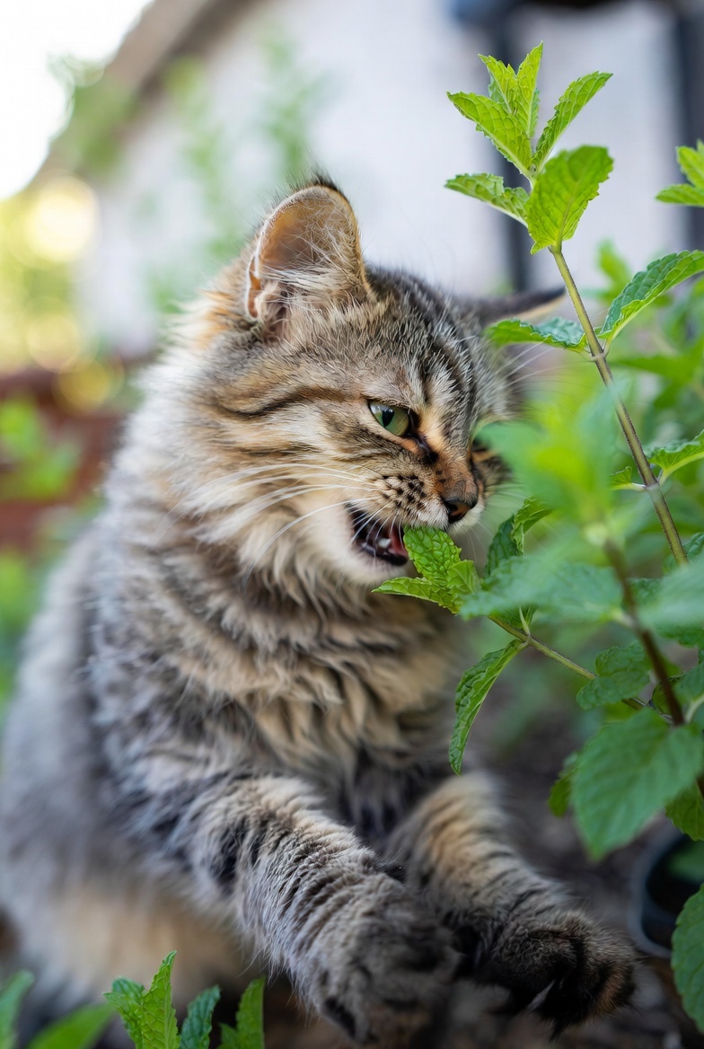 Кошачью мяту еще называют котовником, она безвредна для кошек.