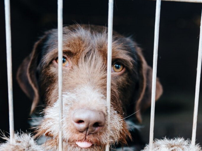 Фото: ШКИ Волгодонск