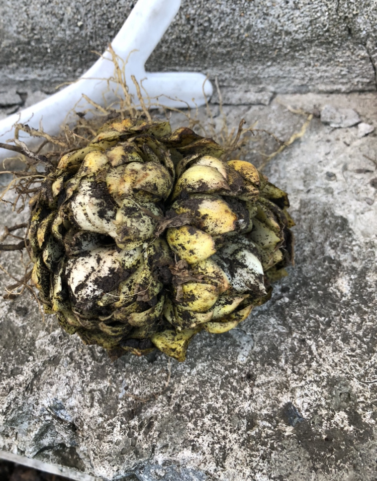 Эту луковицу можно поделить на две