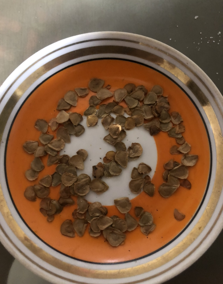 Вообще-то это семена рябчиков, но они очень похожи на мартагоновские, если не приглядеться- не заметишь отличия 