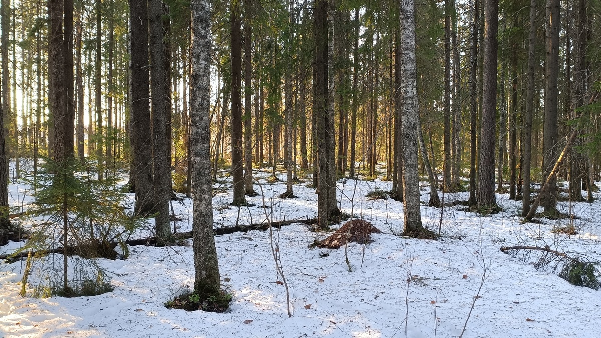    фото: © Столица на Онего