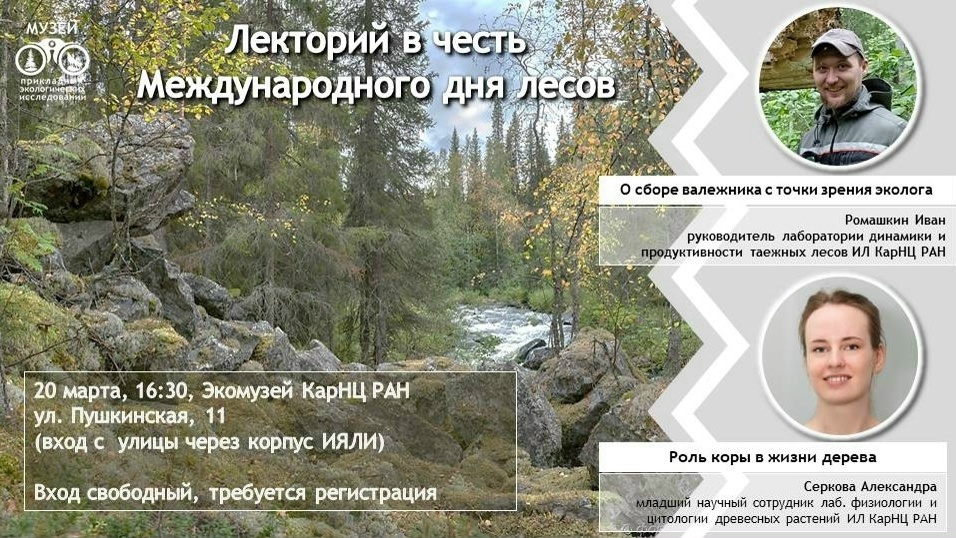    О правилах сбора валежника расскажут ученые в преддверии Дня лесов© Столица на Онего