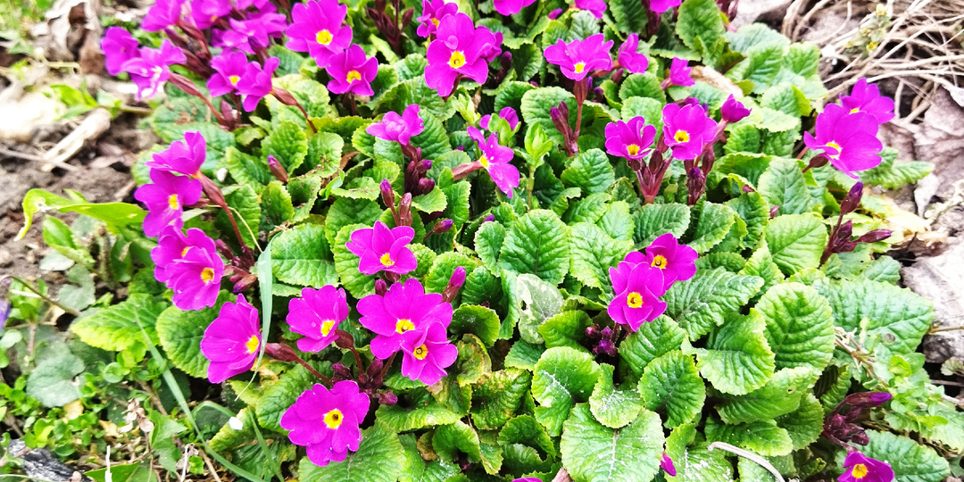 Весенние заботы.