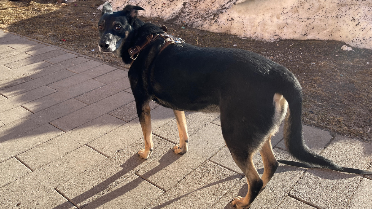 Как говорит Миша: «Хочется показать, как это жить с взрослой собакой из приюта. Какие сложности могут быть.» Ну что, верим ему 🤔?