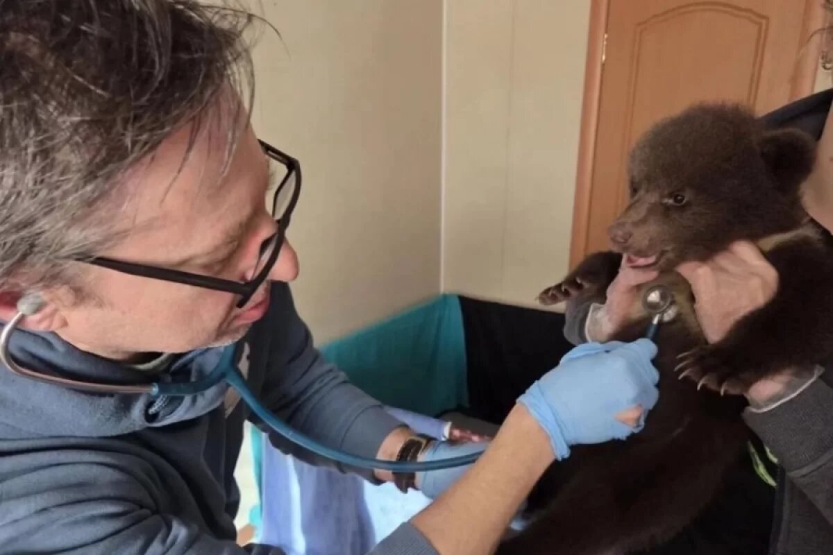    Зубы начали резаться у псковских медвежат