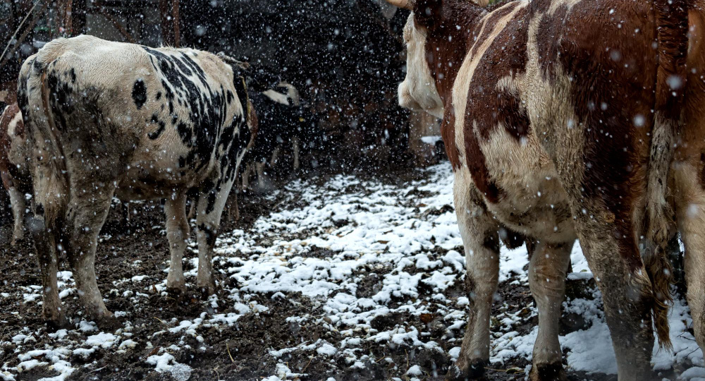 До миллиона рублей за хозяйство: что стоит за компенсациями аграриям в Сибири