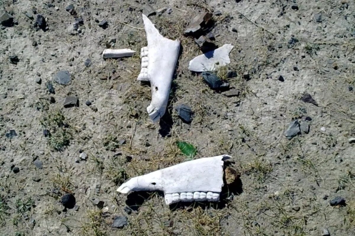    Под Красноярском у дороги нашли свалку с останками 50 коров