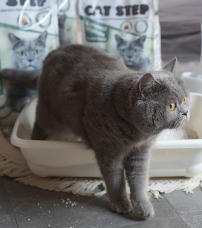 Спонтанный бег и резкие прыжки — это не что иное, как способ «выпустить пар» и выразить физиологическую эйфорию, вызванную сложной работой нервной системы. Это поведение глубоко укоренено в биологии животного и является нормальным проявлением его жизнедеятельности.