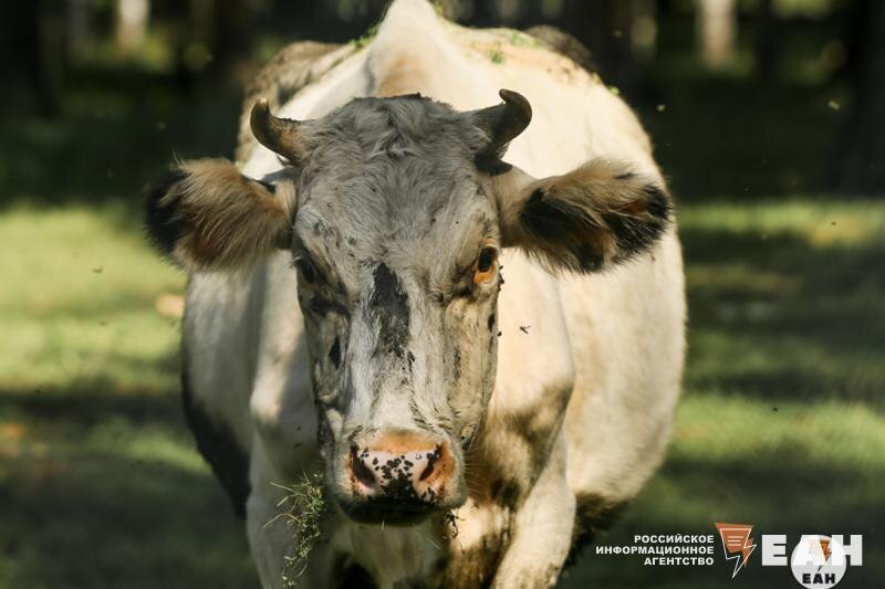    ЕАН. Корова