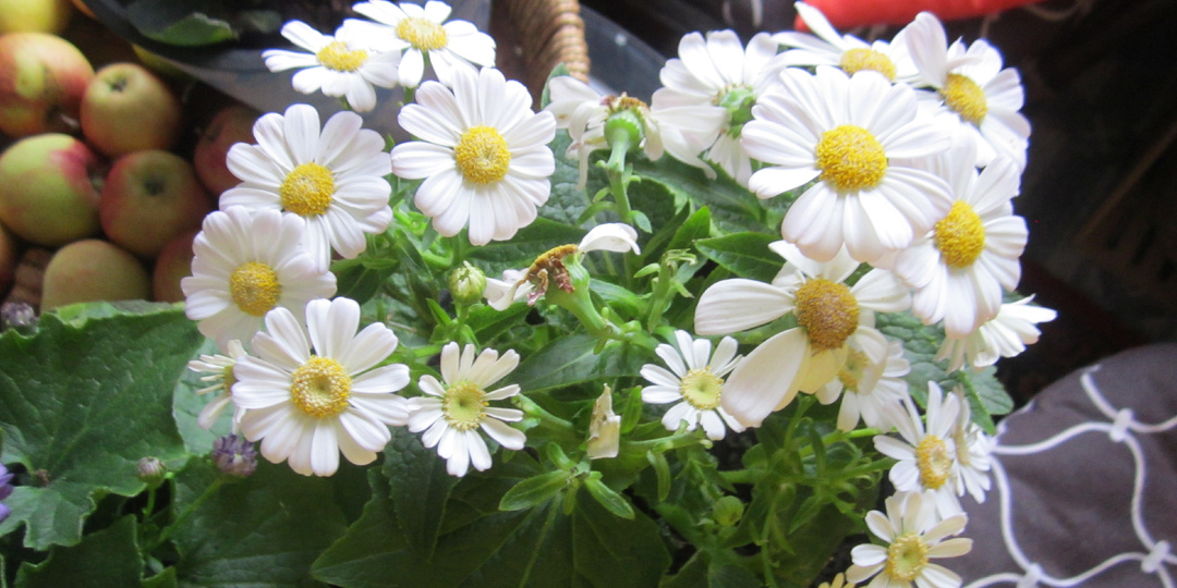 Цинерария покорила моё сердце: от крошечного кустика до пышного цветения! Пересаживаю на улицу — будет царить в кашпо!