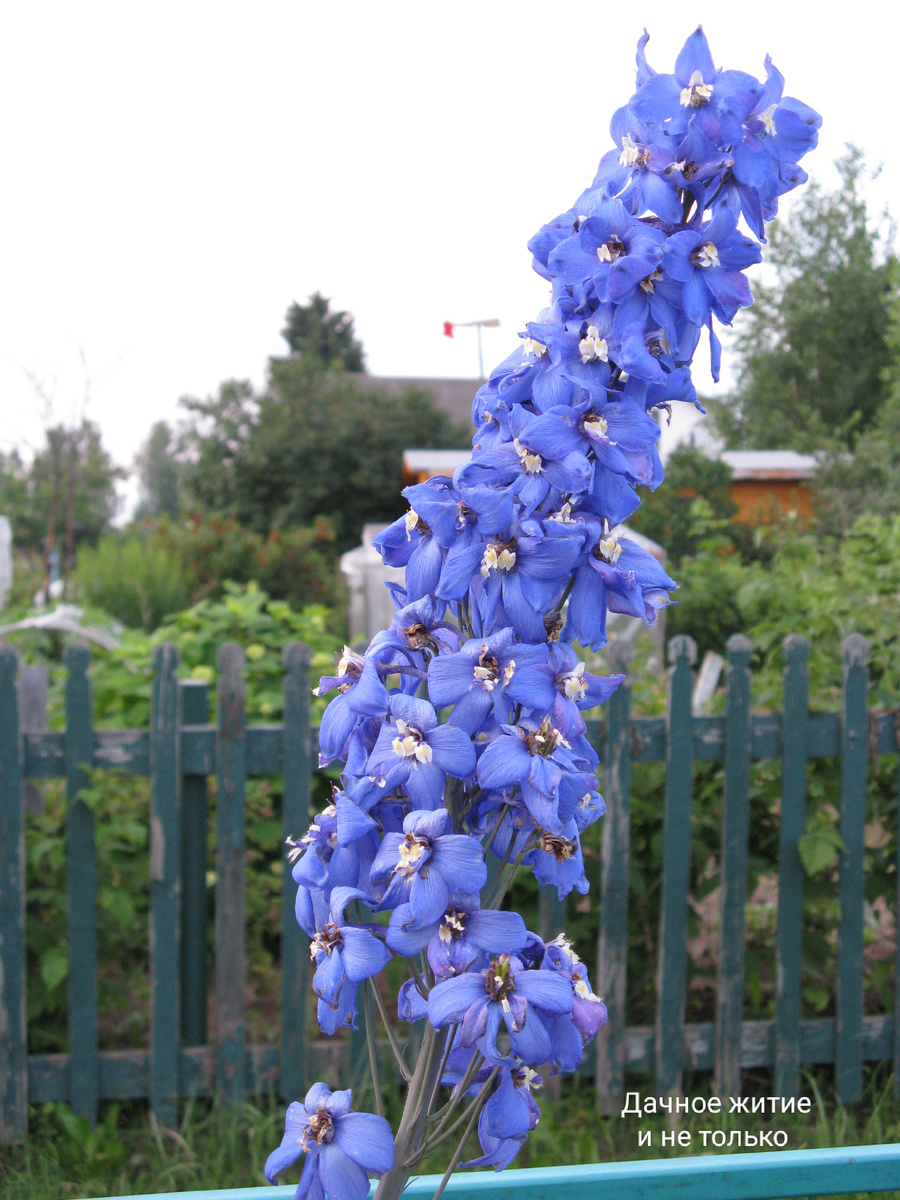 Мой дельфиниум. Фото автора