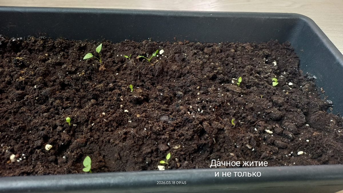 Дельфиниумы всходят дружно. Фото автора