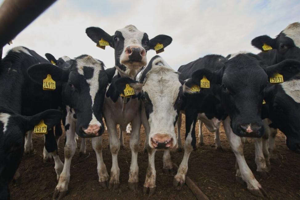    Фото из архива ИД "Советская Сибирь"