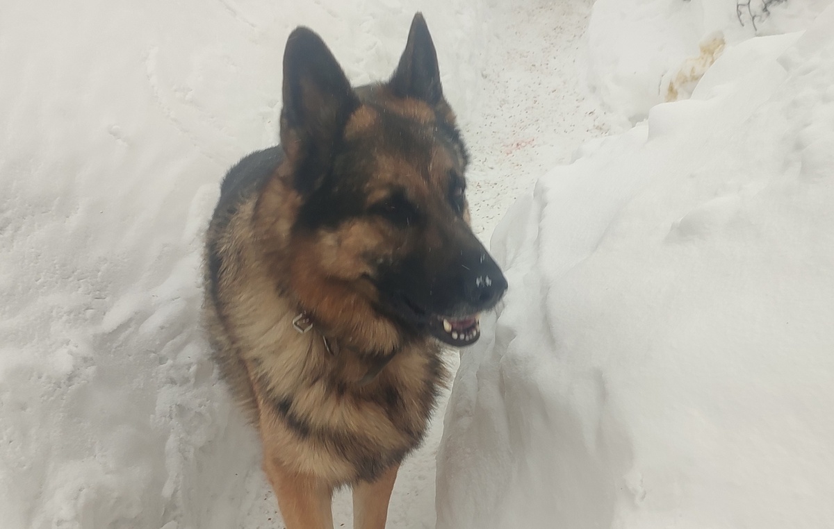 У меня серьёзная собака. Гора мышц весом в 44 кг. и с молниеносной реакцией. 