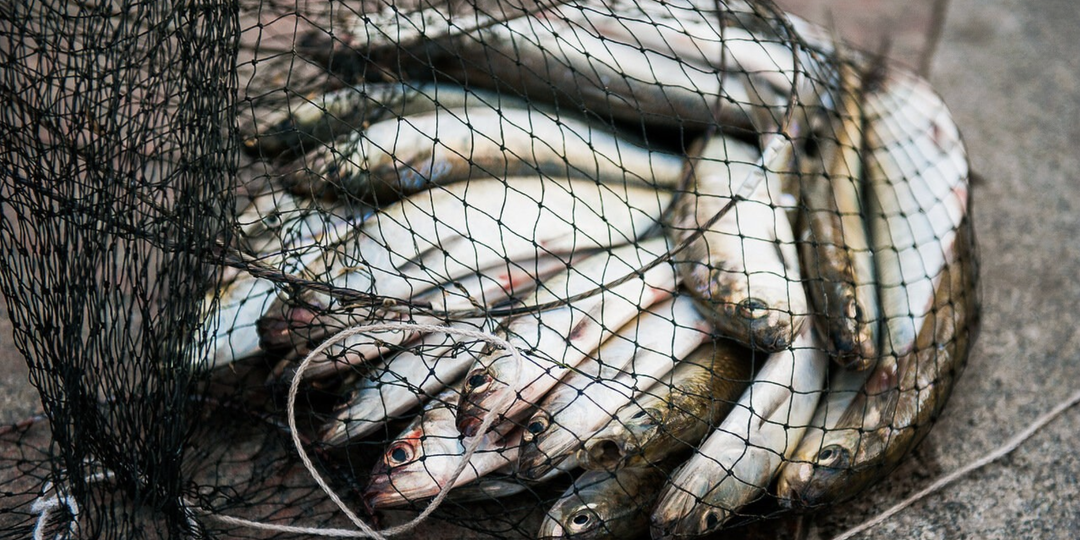 Слишком поздно: астраханская вобла исчезает, несмотря на запрет вылова