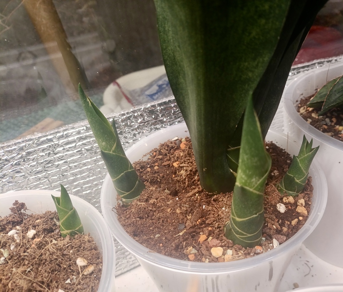 Фото из интернета 