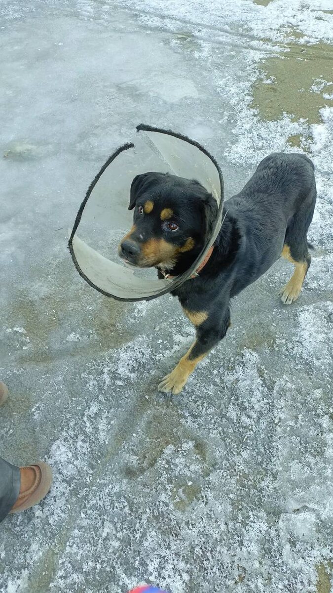 Во такую собоку видели жители на улице в течении нескольких дней. На собаке воротник, который надевают при оказании вет.помощи. чтобы собака не разлизывала раны. У собаки сломана лапа и в ней стоят спицы, лапа опухла. Собака крупная, люди боялись близко подойти