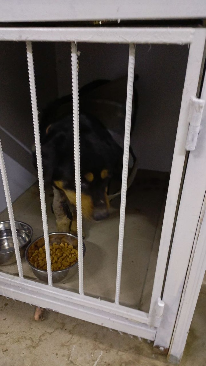 Пёсик, бегавший на улице, в вет.блоке приюта. Отдыхает после всего  происшедшего с ним