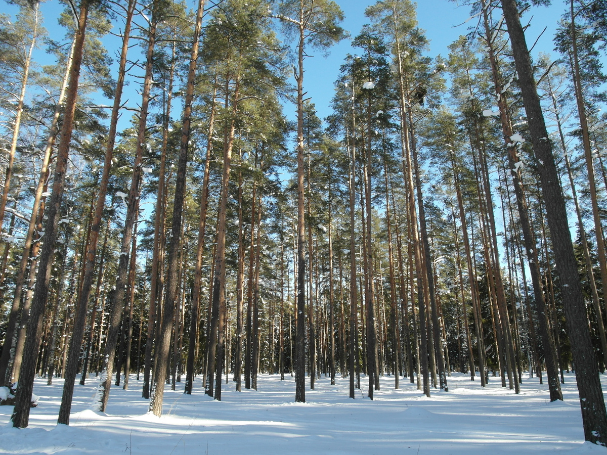 Лес в Ленинградской области в начале марта 2026 года. 