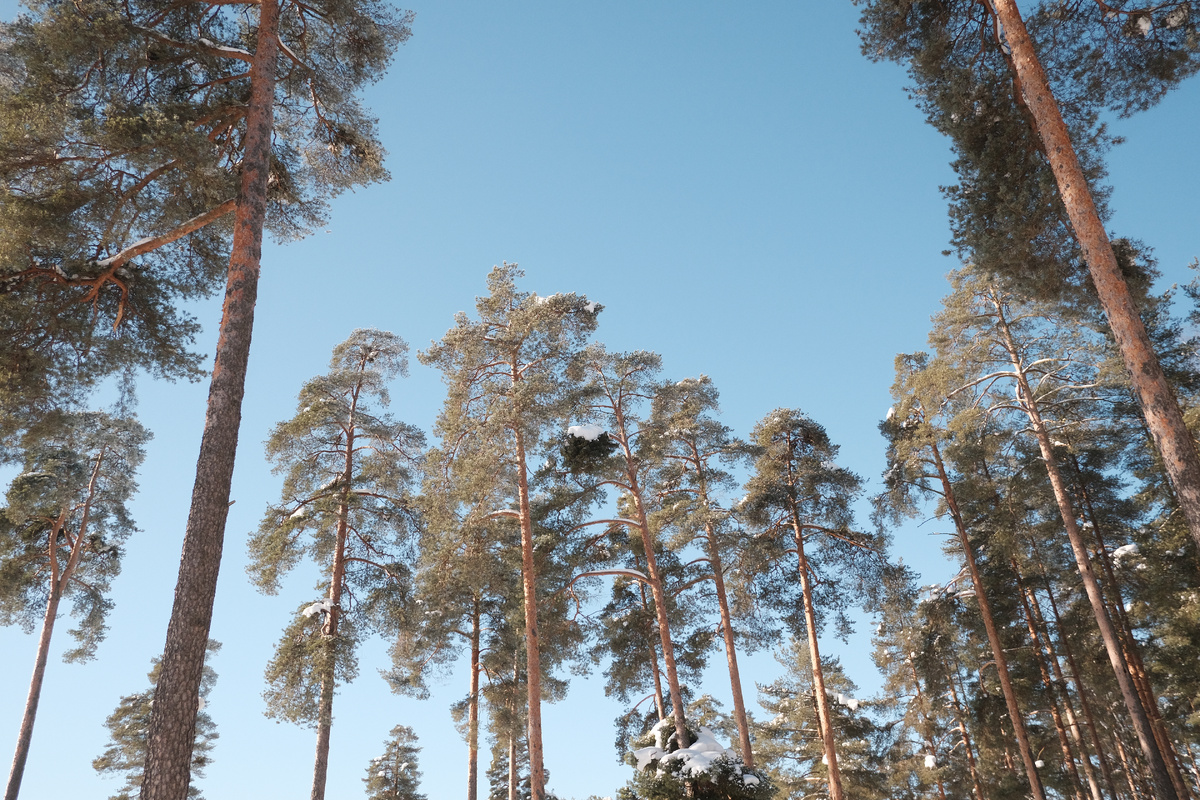 Сосны в Ленинградской области. 